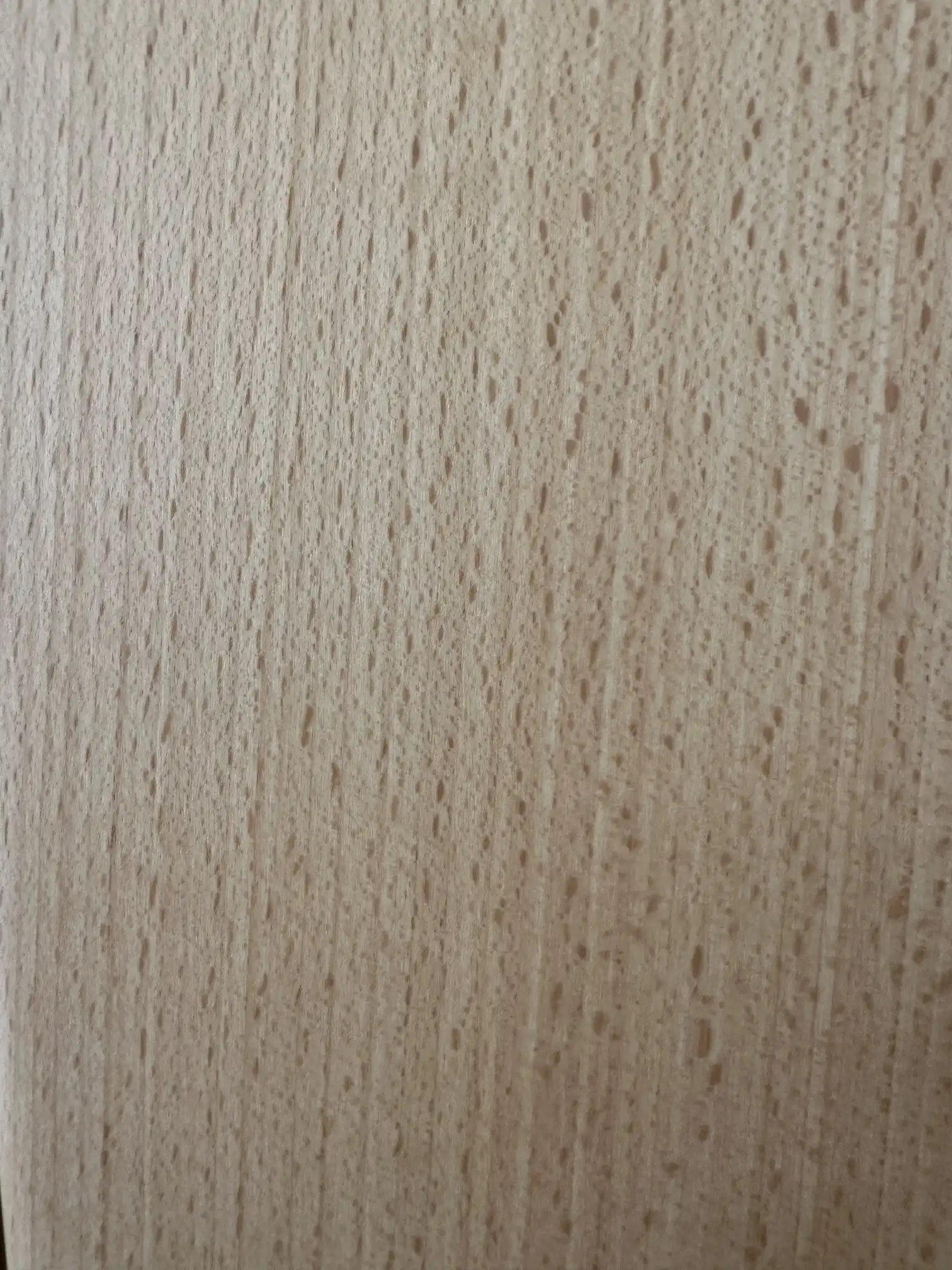 Steam Beech